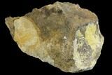 Unprepared Sauropod Bone Section - Colorado #120268-2